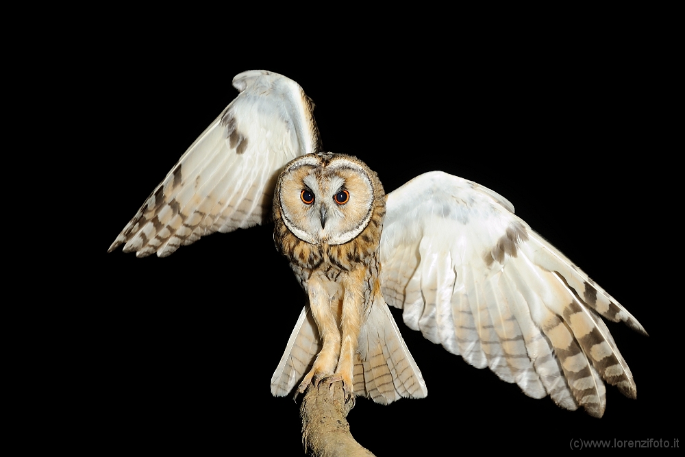 102840 Asio otus (Gufo comune).jpg